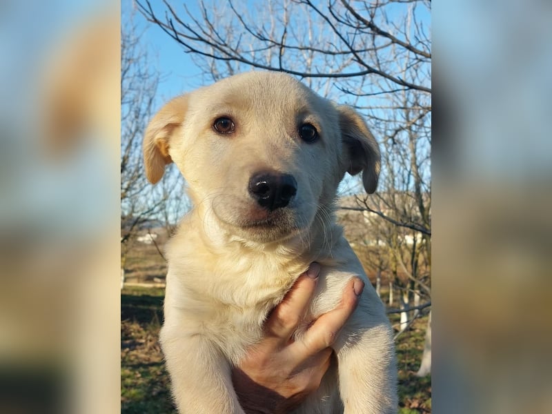 Ralph ist ein echter Schatz!