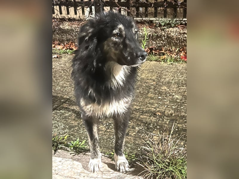 Elly – eine liebevolle Hündin mit Handicap sucht einfühlsame Herzensmenschen