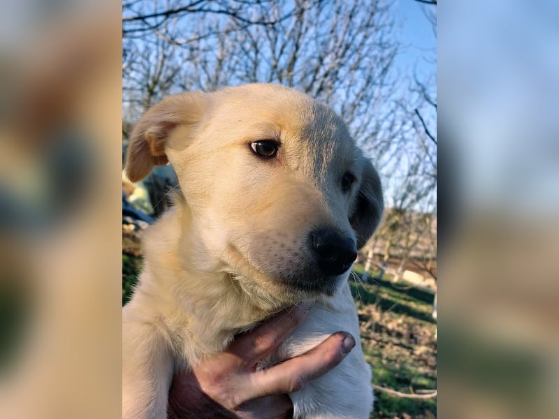 Ralph ist ein echter Schatz!