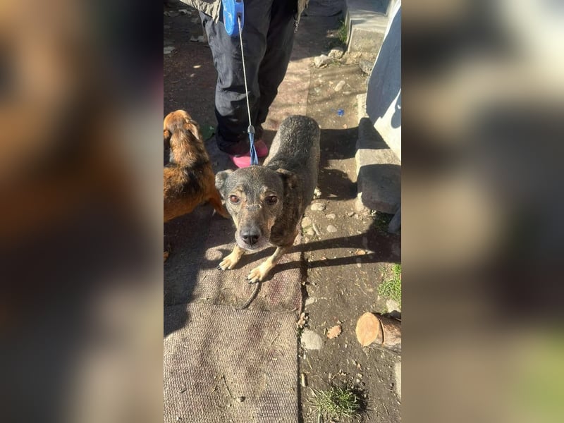 Gigi sucht ihre Herzensmenschen