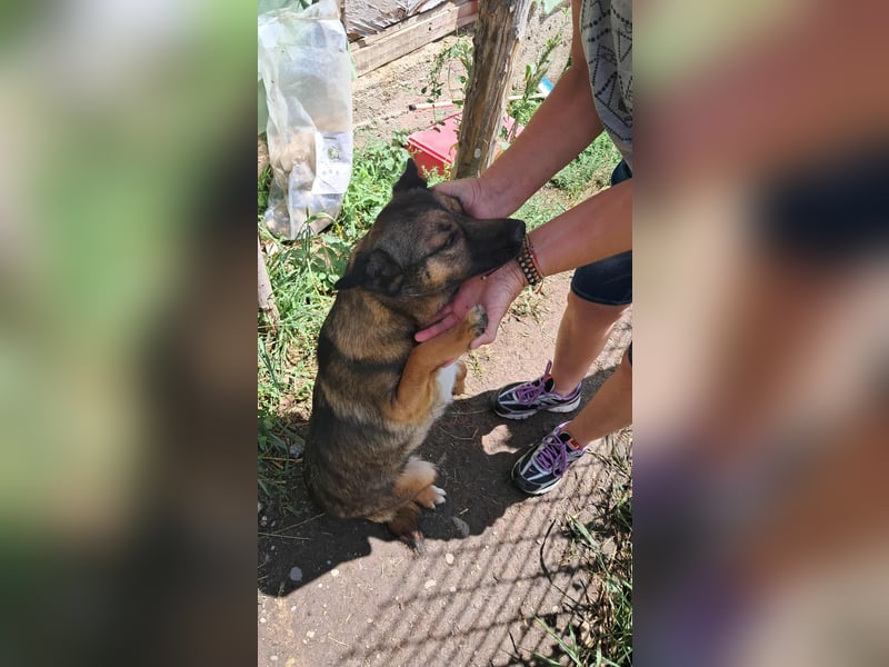 Zoey-die Anschmiegsame sucht Zuhause!