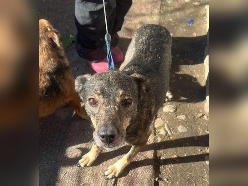 Gigi sucht ihre Herzensmenschen