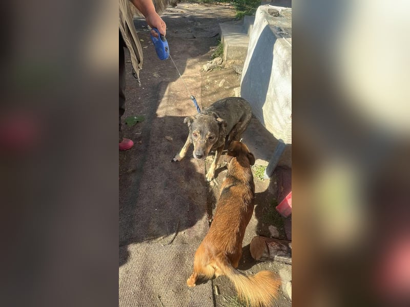 Gigi sucht ihre Herzensmenschen