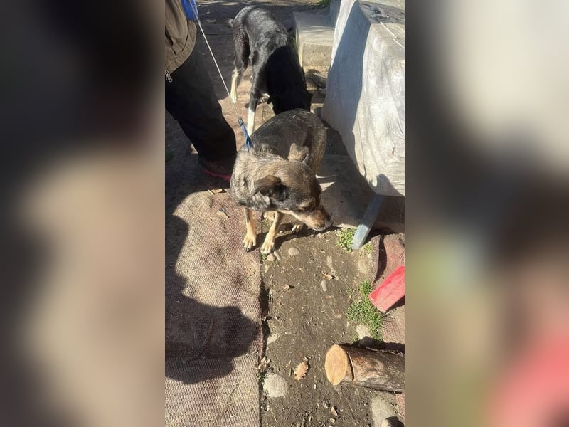 Gigi sucht ihre Herzensmenschen