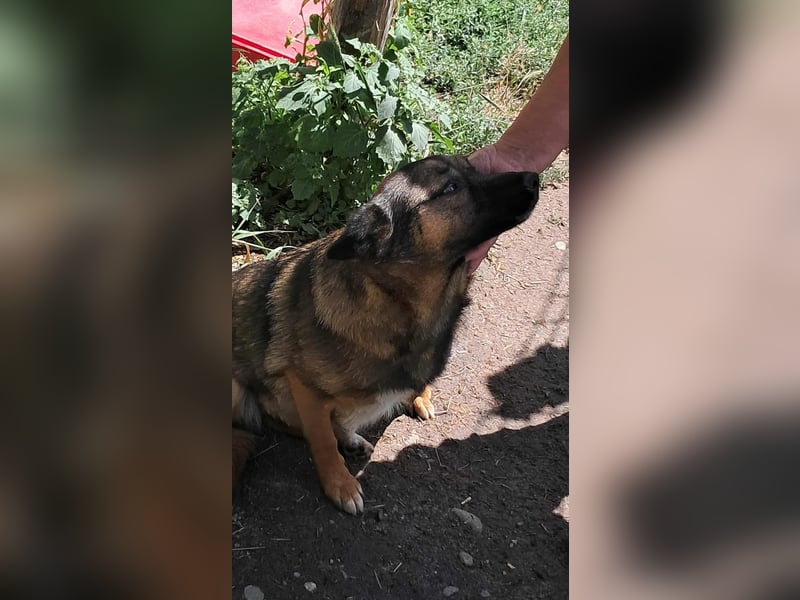 Zoey-die Anschmiegsame sucht Zuhause!