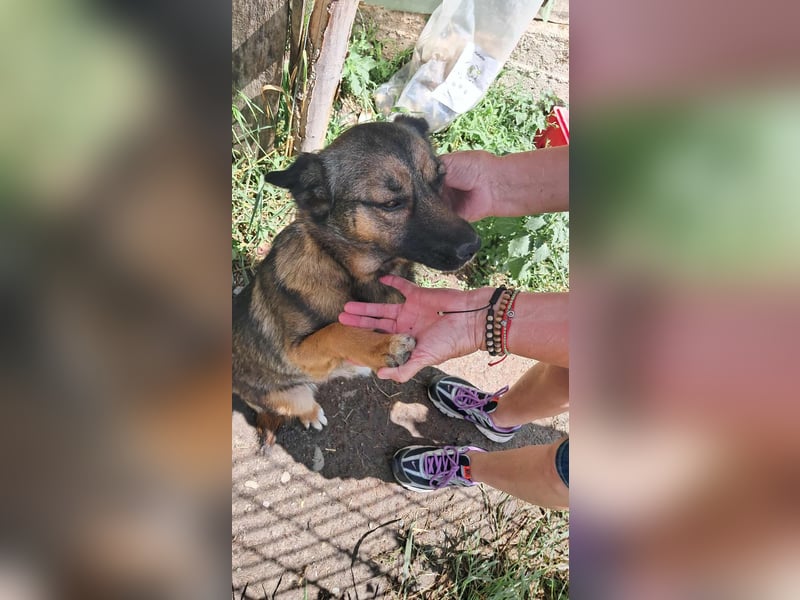 Zoey-die Anschmiegsame sucht Zuhause!