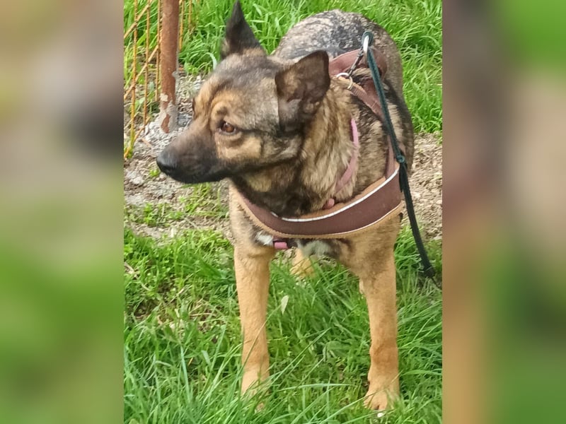 Zoey-die Anschmiegsame sucht Zuhause!