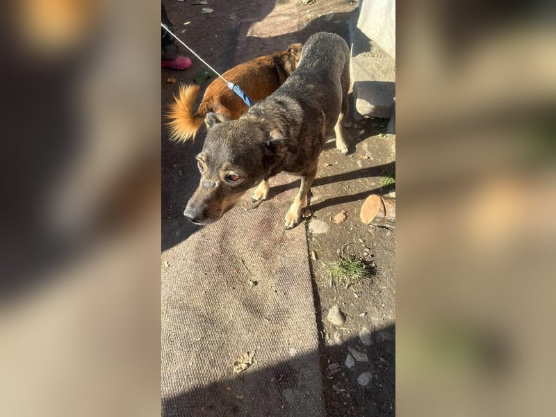 Gigi sucht ihre Herzensmenschen