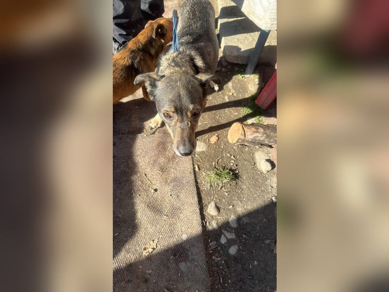 Gigi sucht ihre Herzensmenschen