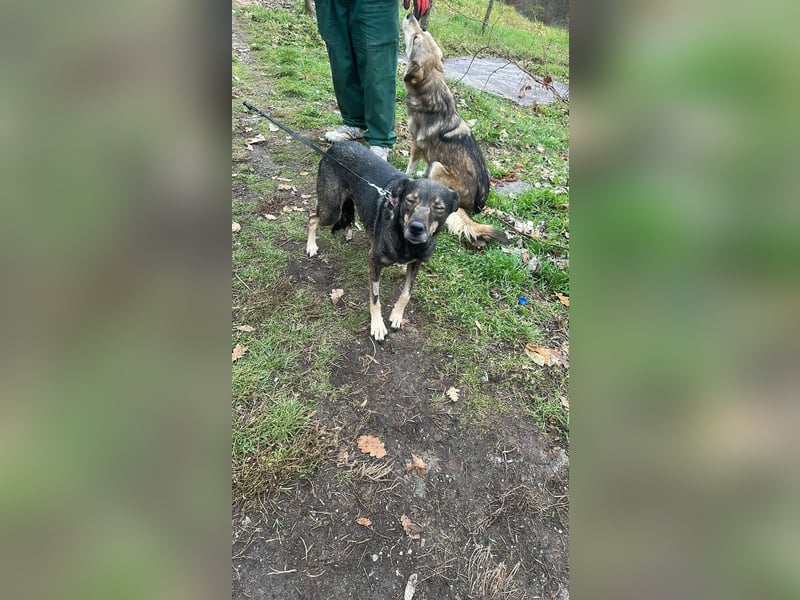 Gigi sucht ihre Herzensmenschen