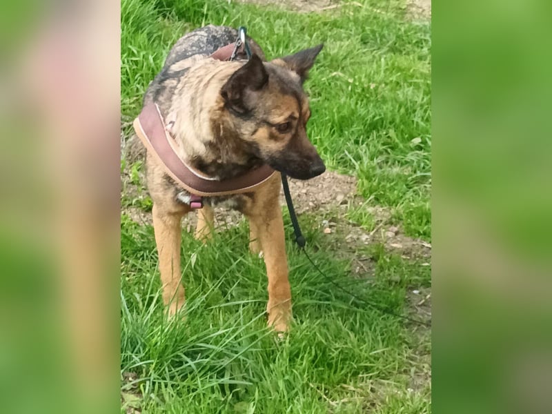 Zoey-die Anschmiegsame sucht Zuhause!