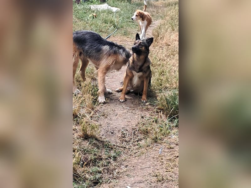 Zoey-die Anschmiegsame sucht Zuhause!