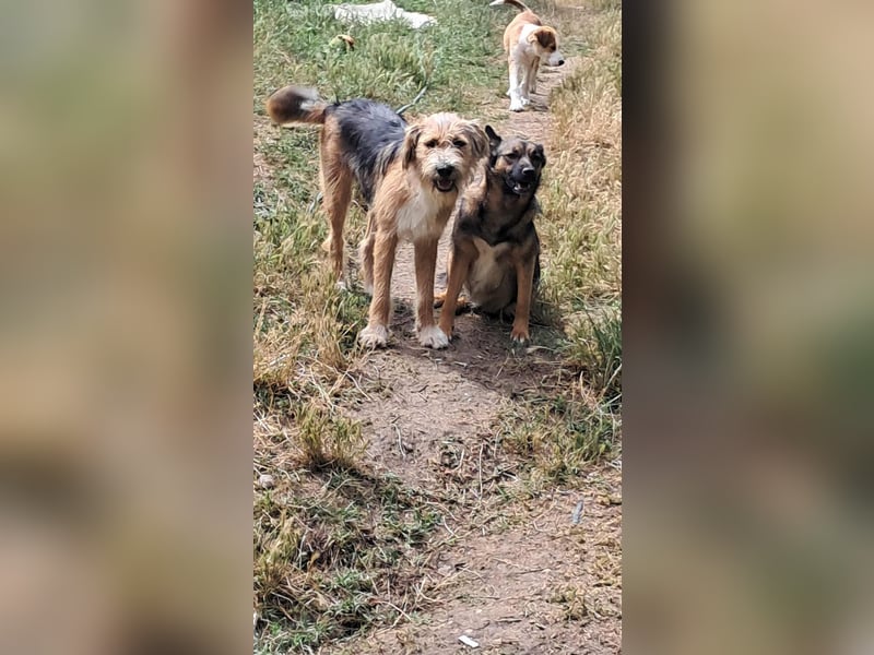 Zoey-die Anschmiegsame sucht Zuhause!