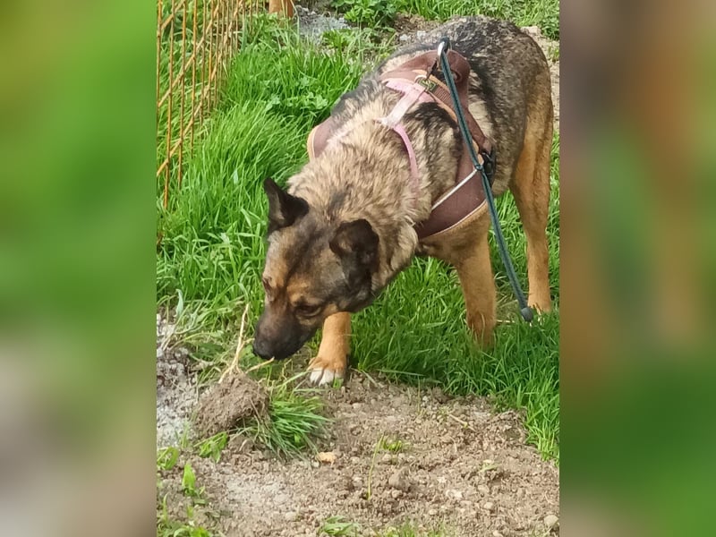 Zoey-die Anschmiegsame sucht Zuhause!