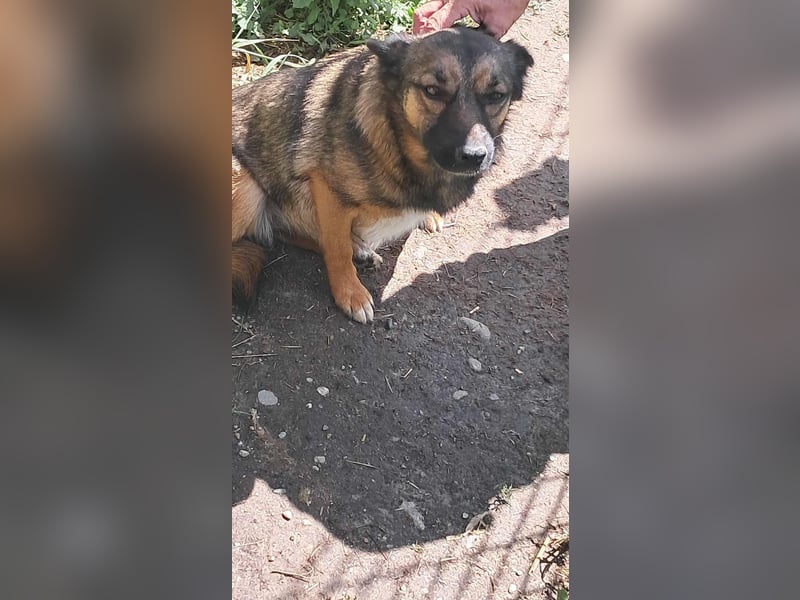 Zoey-die Anschmiegsame sucht Zuhause!