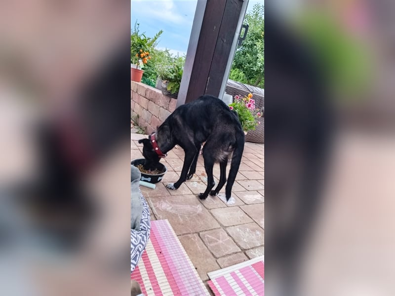 LUNA ❤  wartet in 55624 Oberkirn auf Dich
