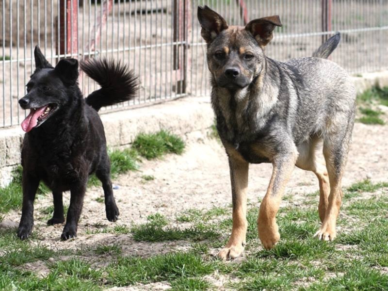 Freundlicher, sanfter IGOR