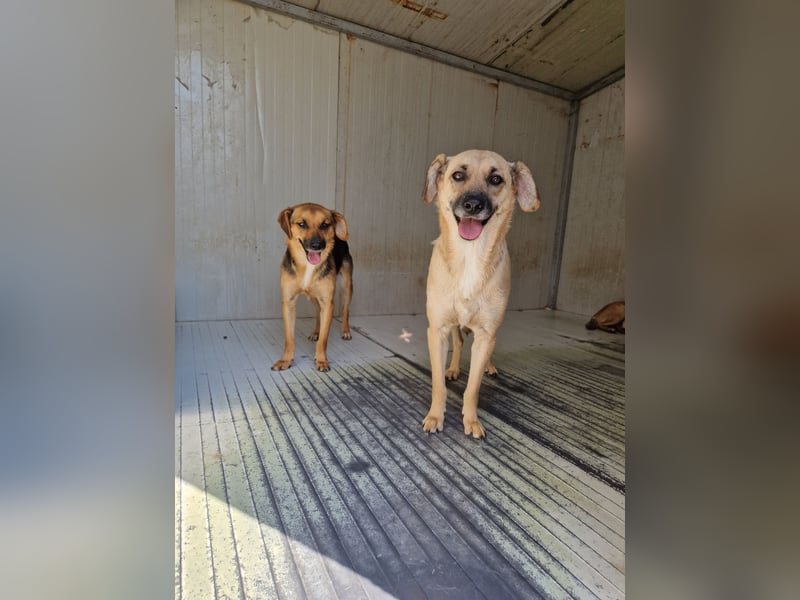 Kiko sucht ein Zuhause
