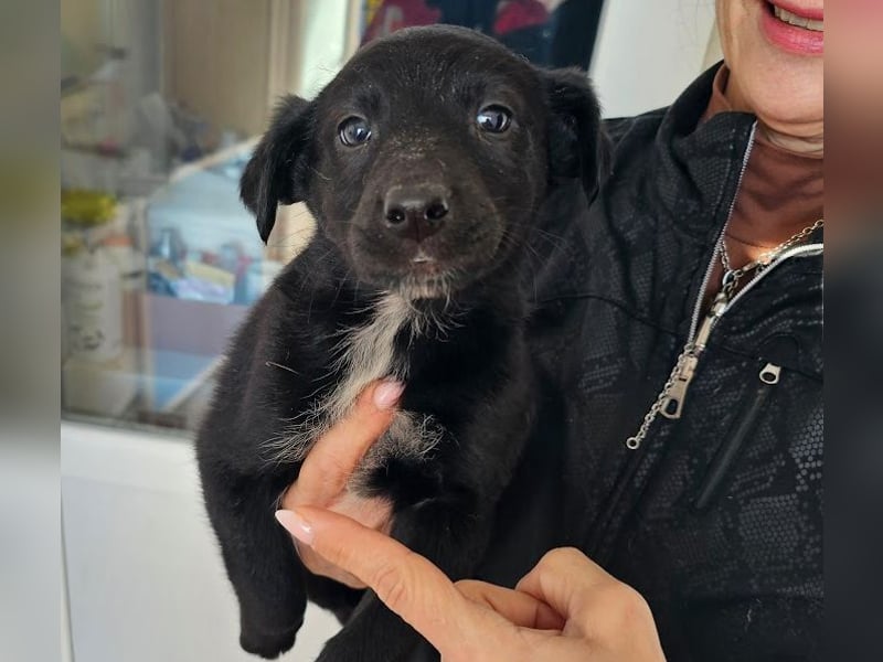 Welpenbub Rudi sucht Familie ♥️