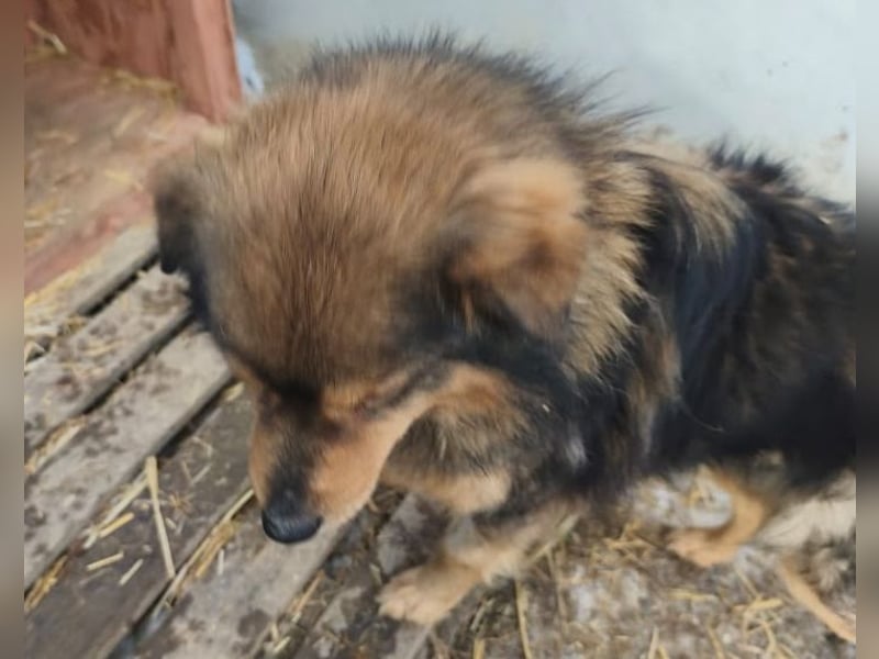 Brownie - lieber 3-jähriger Kettenhund sucht Körbchen!
