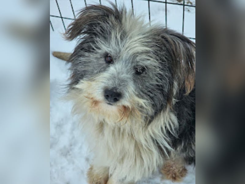 Petzi - kleiner Überlebenskünstler