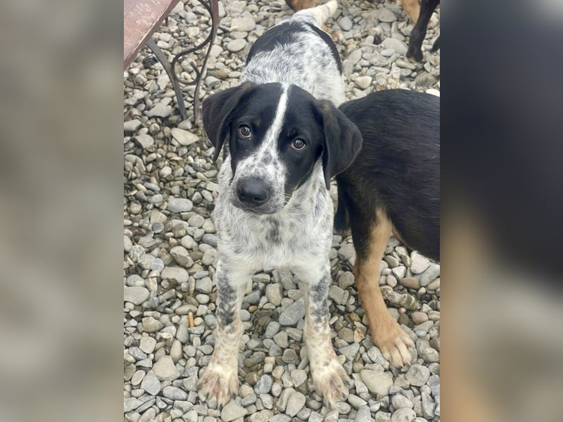 Sancho - tapferer Welpenbub