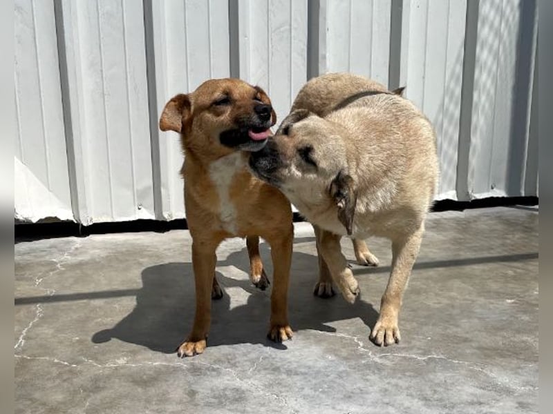 Elly - in Hamburg auf Pflegestelle