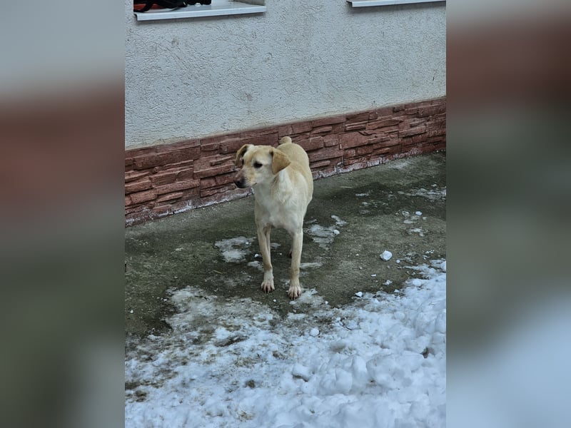 Neugieriger Rüde Snowy