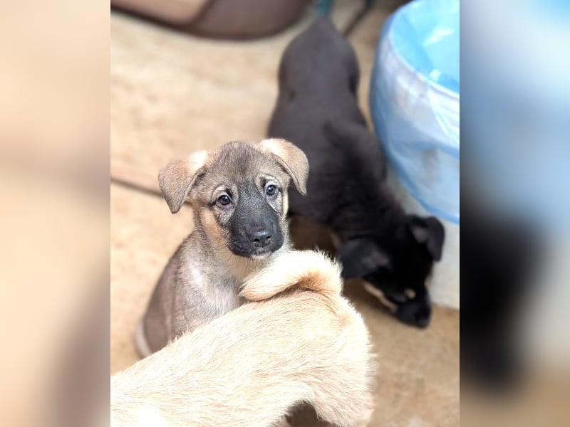 Welpenmädchen Abby sehnt sich nach ihrer Familie