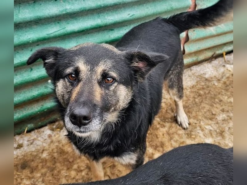 Bounty - sanfte Hündin aus der Tötung sucht Liebe!