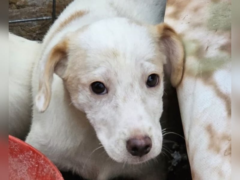 Schüchternes Welpenmädchen Anka