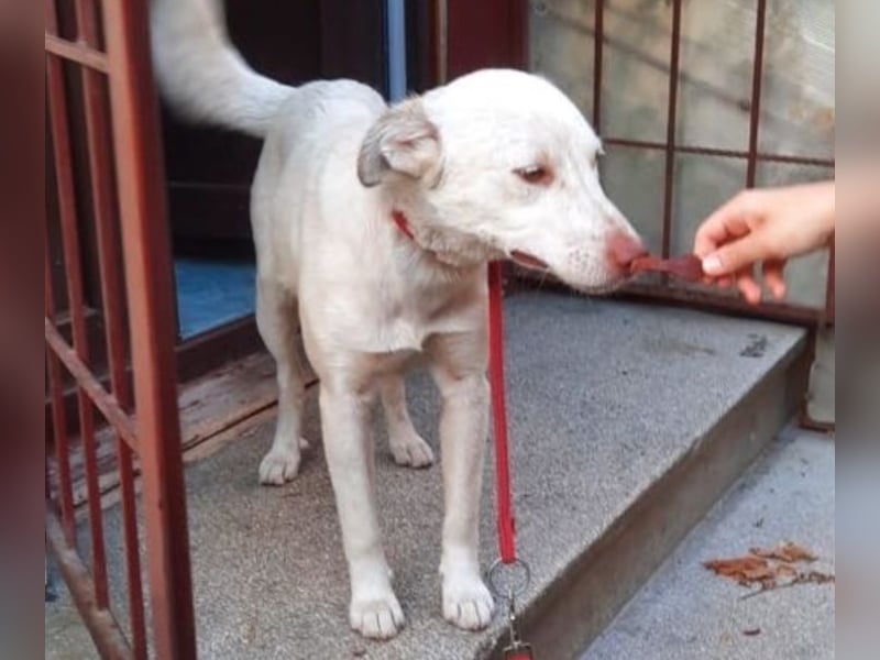 Nelly - freundliche, unkomplizierte Hündin