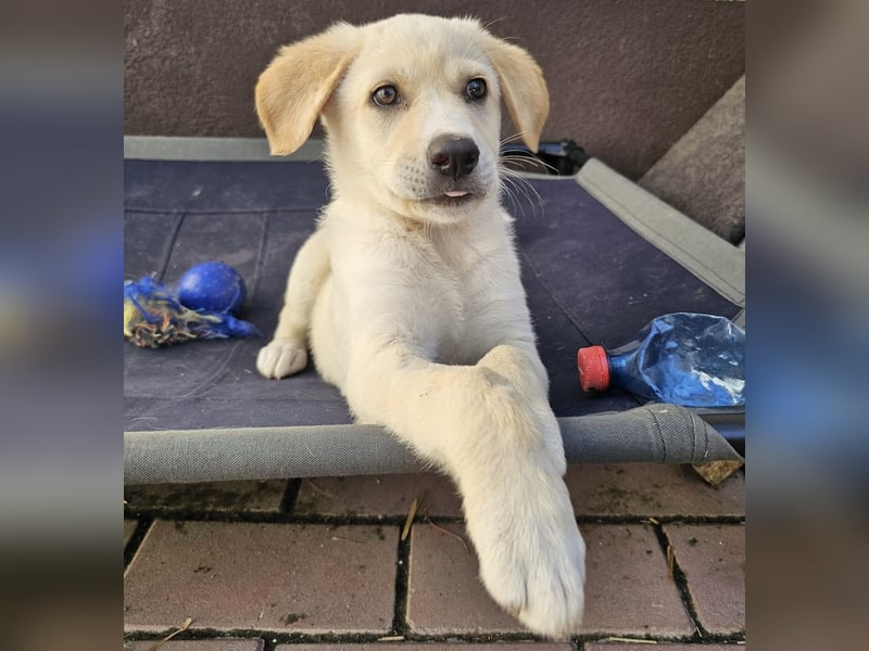 Welpe Colt - verspielt, freundlich, neugierig