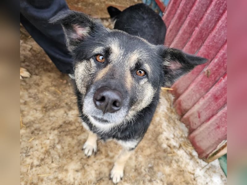 Bounty - sanfte Hündin aus der Tötung sucht Liebe!