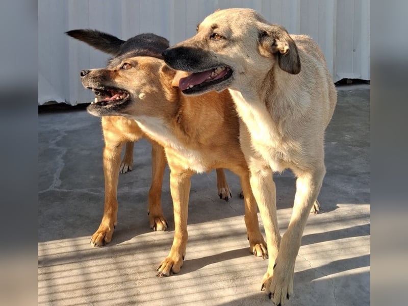 Kiko sucht ein Zuhause
