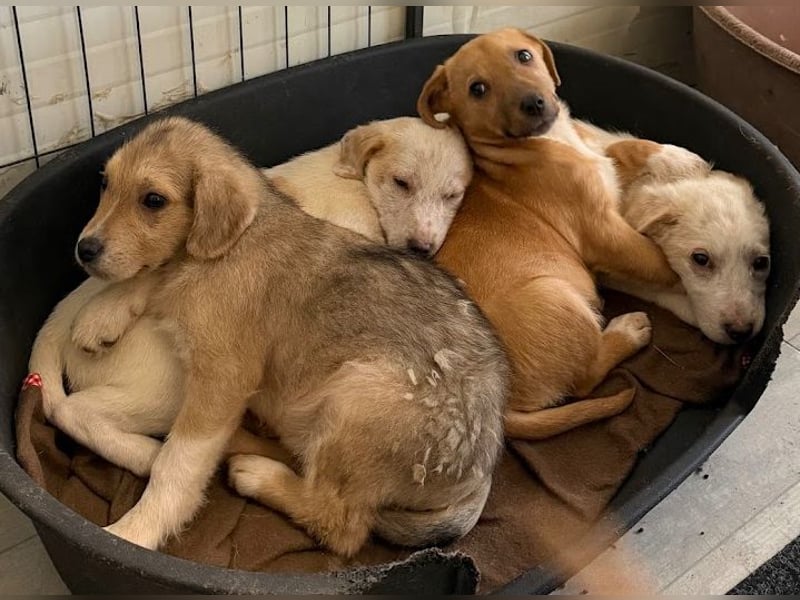 Schüchternes Welpenmädchen Anka