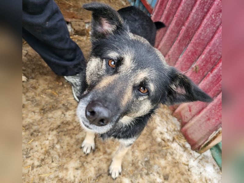 Bounty - sanfte Hündin aus der Tötung sucht Liebe!