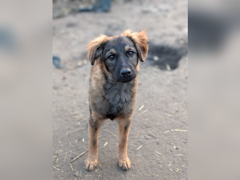 Ayla - sensibles Hundemädchen