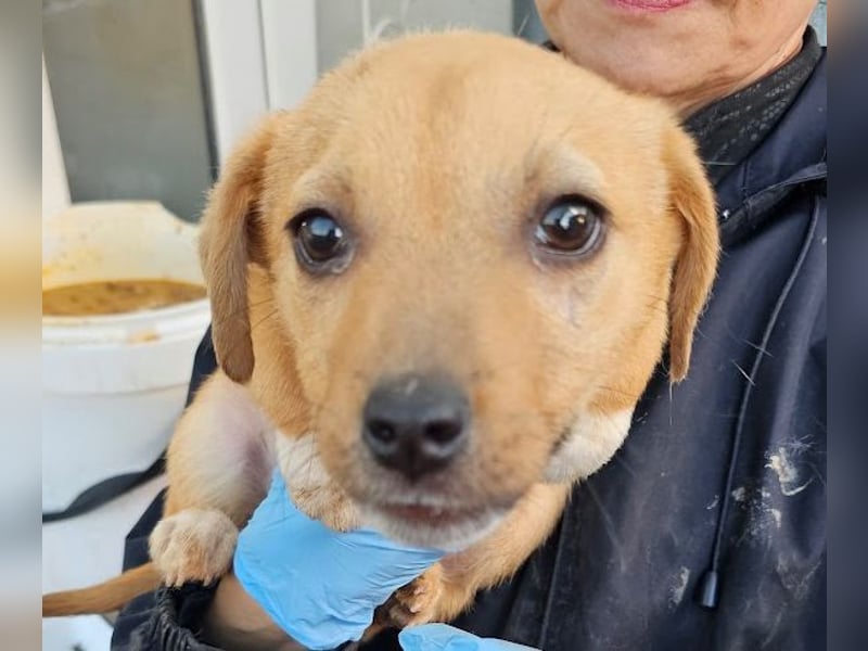 Welpenmädchen Minka sucht Zuhause (D/ LUX/ CH)