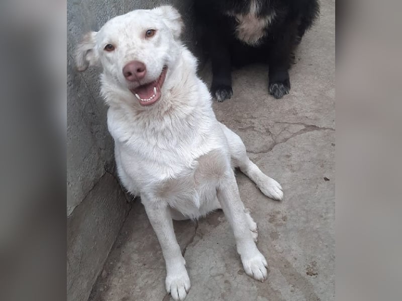 Nelly - freundliche, unkomplizierte Hündin