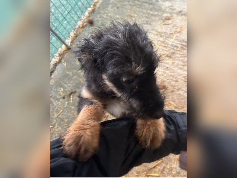 Welpenmädchen Akita sucht eine Familie (deutschlandweit)