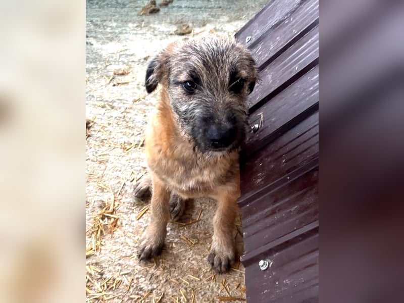 Molly - verspieltes, offenes Welpenmädchen