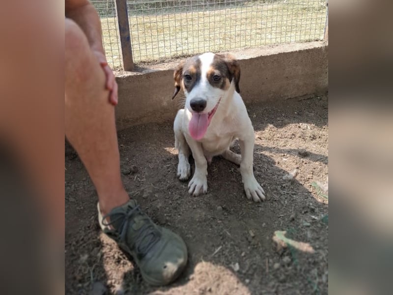 Jampa - lieber, freundlicher Bub!