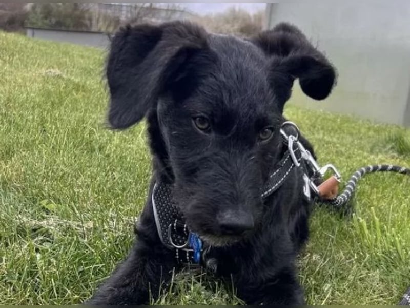 In Luxemburg: Welpe Mads verliert sein Zuhause