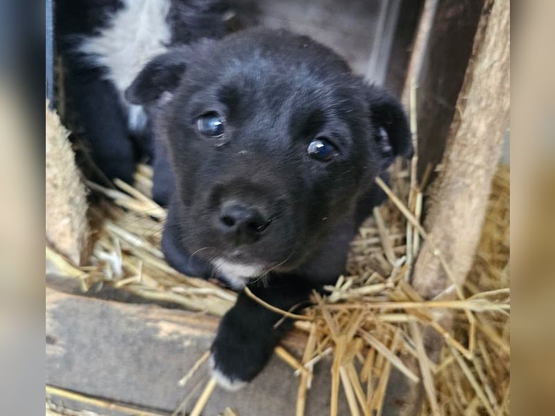 Welpenmädchen Pepper sucht Dosenöffner (D/ LUX/ CH)