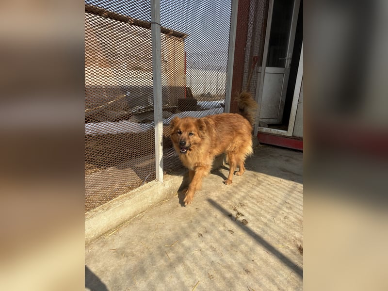 Hündin Lucky sucht Zuhause mit Freundin Groh