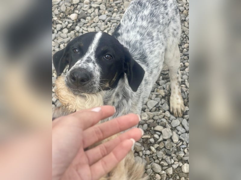 Sancho - tapferer Welpenbub