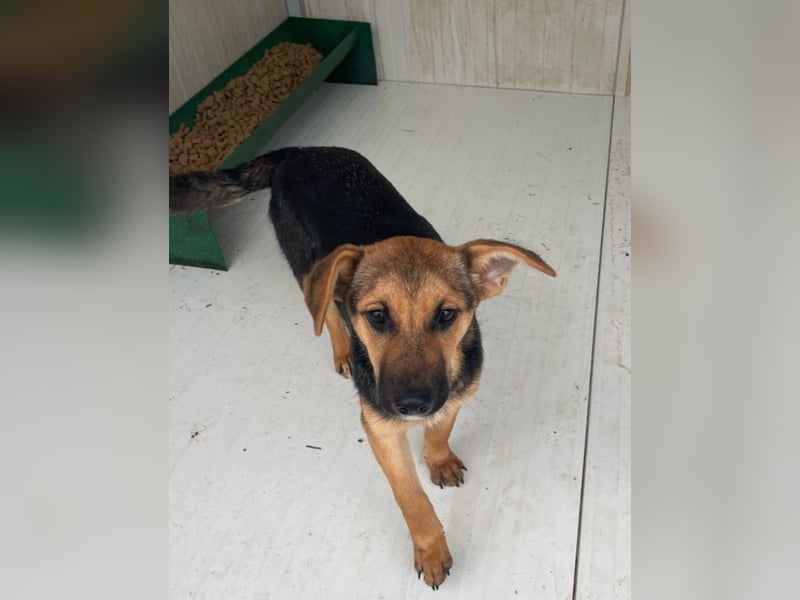 Luna - sanfte, zurückhaltende, junge Hündin sucht „ihre“ Menschen