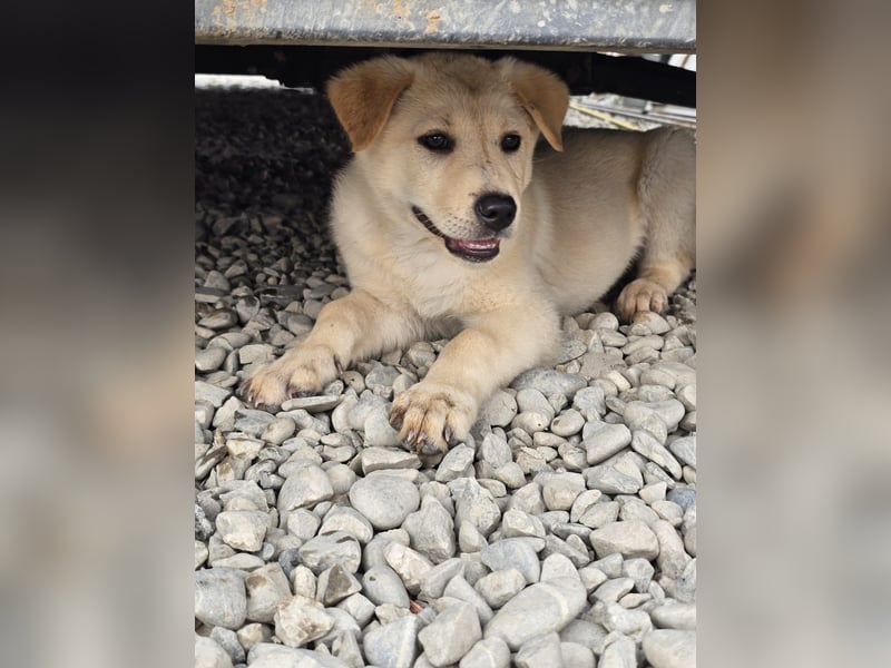 Kleiner Herzensbrecher Bailey sucht sein Zuhause