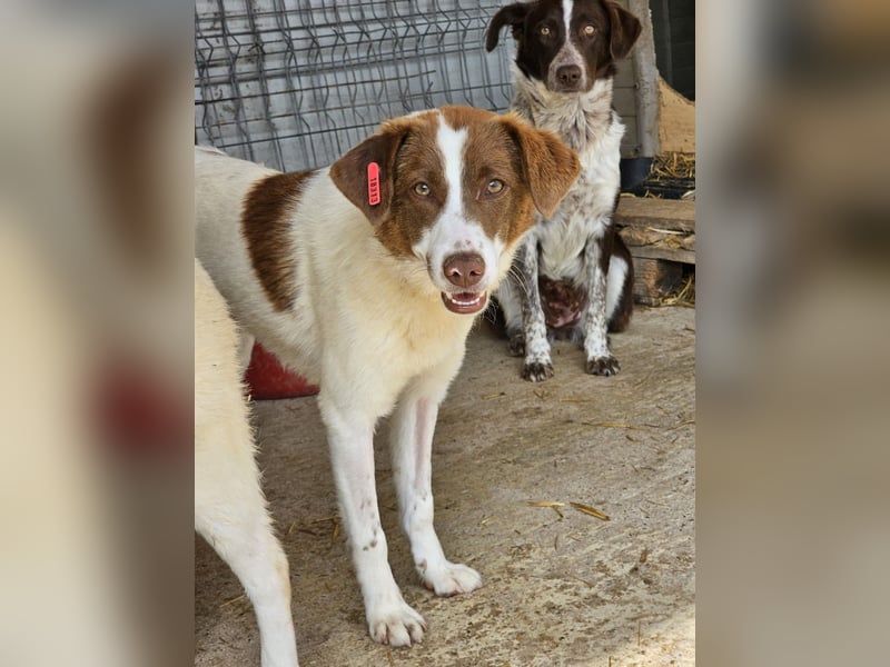 Junghündin Lucy sucht Zuhause (D/CH)